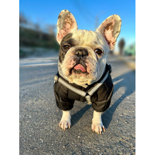 Комбинезон для собак AiryVest ONE чёрного цвета