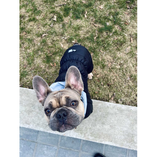 Комбинезон для собак AiryVest ONE чёрного цвета