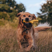 Игрушка с отверстием для лакомств Super Stick оранжевая для собак Beco Pets - фото 2