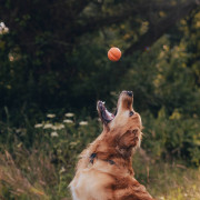 Мячик с отверстием для лакомств Fetch Ball оранжевый для собак Beco Pets - фото 4