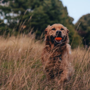 Мячик с отверстием для лакомств Fetch Ball оранжевый для собак Beco Pets - фото 8
