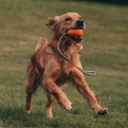 Игрушка на канате Slinger Pebble оранжевая для собак Beco Pets - фото 3