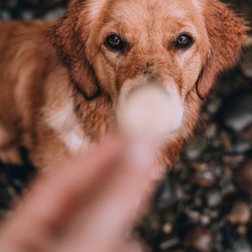 Печенье для собак Beco Pets Куриная печень с пастернаком и медом 60 г