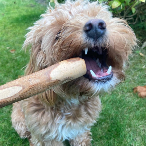 Оливкова паличка-погризуха Chewies для жорсткого гризіння натуральна для собак Chewies