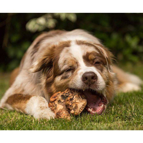 Жувальний корінь Chewies екстремальне гризіння натуральний для собак Chewies