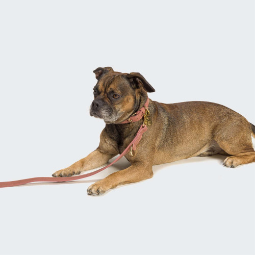 Ошейник для собак Cloud7, Tiergarten, персиковый