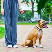Поводок-рулетка WAUDOG R-leash с контейнером, зелёный - фото 11