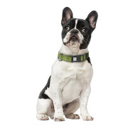 Нашийник для собак брезентовий CoLLaR Брезент, пластиковий фастекс, світловідбивна нитка - фото 4