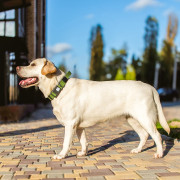 Нашийник для собак з ручкою CoLLaR Брезент, пластиковий фастекс, ширина 35 мм - фото 3