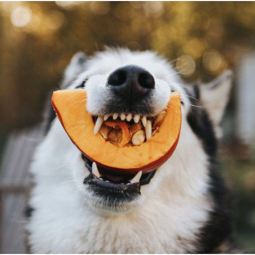 Натуральний топер (вітамінна та смакова добавка) для собак Cooka's Cookies Сушені шматочки з гарбуза 180 г