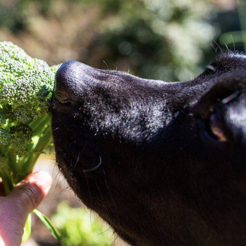 Натуральный топпер (витаминная и вкусовая добавка) для собак Cooka's Cookies Сушеные хлопья из брокколи 160 г