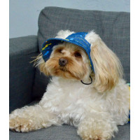 Панамка джинсова з принтом фарби для собак Dogs Bomba S-56