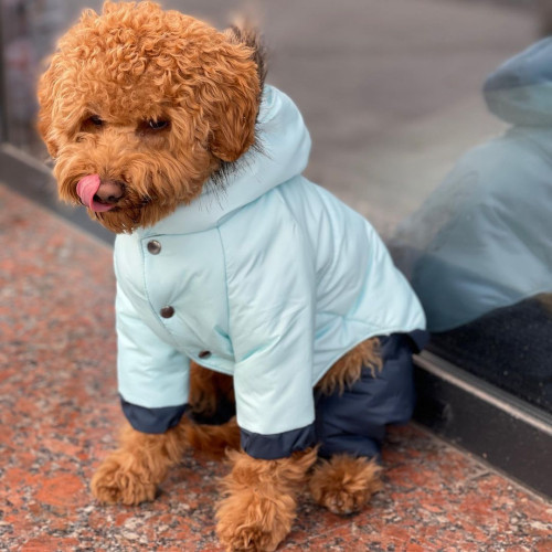 Зимовий комбінезон для собак зі знімними штанами блакитного кольору CO-19