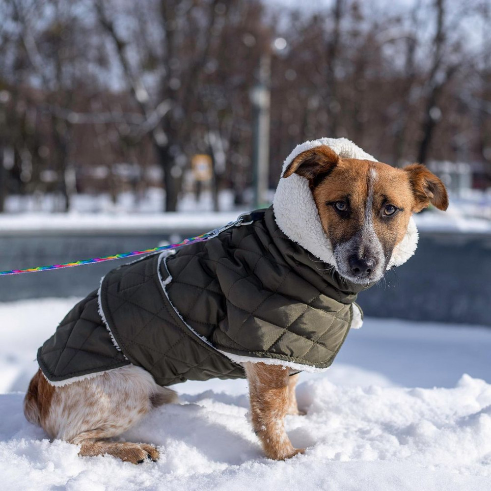 Куртки и жилетки для собак
