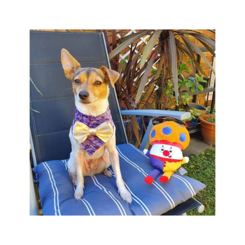 М'яка іграшка FuzzYard Клоун-грибочок різнокольорова для собак FuzzYard