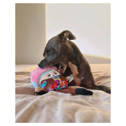 М'яка іграшка FuzzYard Райдужний грибочок для собак FuzzYard