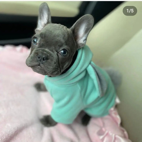 Кофта для собачок з капюшоном та вушками - "Зайчик"