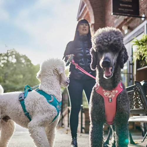 Шлейка для собак Hurtta, Weekend Warrior, бірюзова