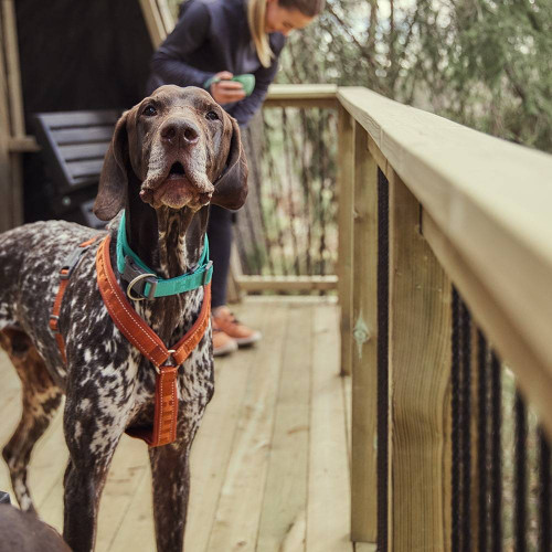 Шлейка для собак Hurtta, Casual Y-harness, коричнева