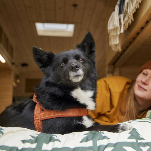 Шлея для собак Hurtta, Casual ECO, коричнева