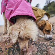 Дощовик для собак Hurtta Monsoon Coat II ECO, рожевий - фото 6