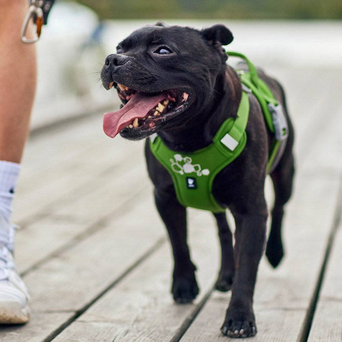 Шлейка пом'якшена для собак Hurtta Weekend Warrior Harness II ECO, зелена - фото 6