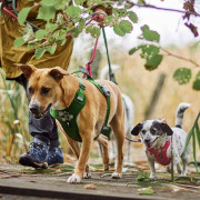 Шлейка пом'якшена для собак Hurtta Weekend Warrior Harness II ECO, зелена - фото 8