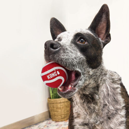 М'ячики Signature 3 шт. для собак Kong