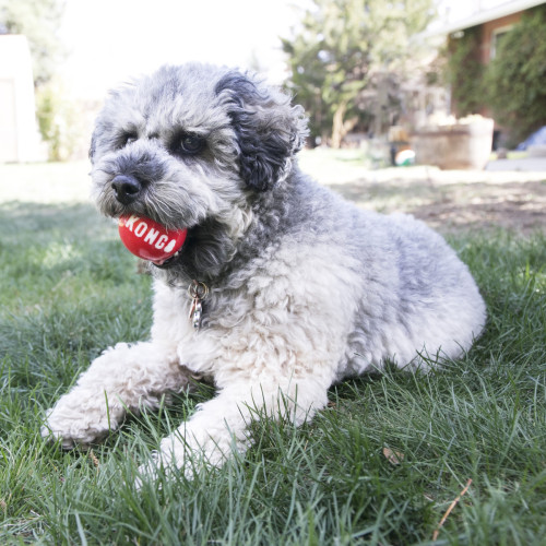 Набір міцних м'ячиків Kong Signature Balls червоні для собак Kong