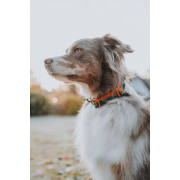 Нашийник для собак Non-stop dogwear, Trail Quest, бірюзовий/дуб - фото 4