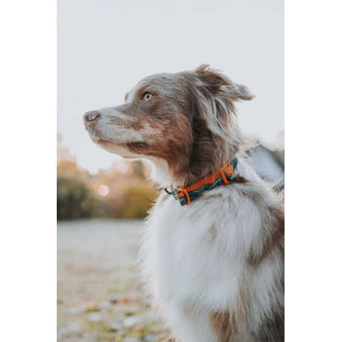 Нашийник для собак Non-stop dogwear, Trail Quest, бірюзовий/дуб