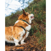 Нашийник для собак Non-stop dogwear, Trail Quest, бірюзовий/дуб - фото 5