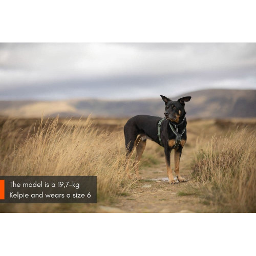 Шлейка для собак Non-stop dogwear, Line harness, зелена