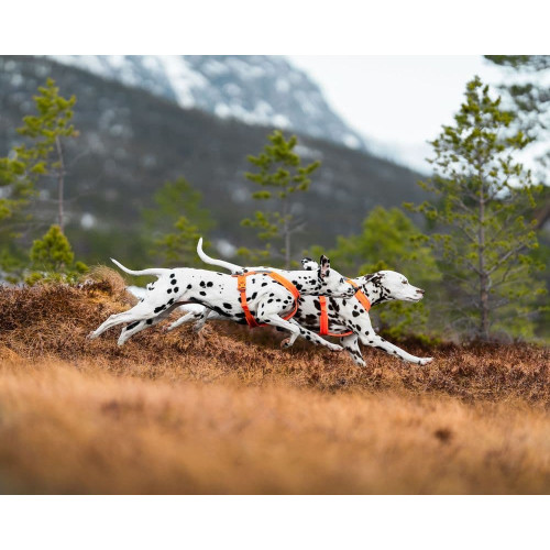 Шлейка для собак Non-stop dogwear, Line harness, помаранчева