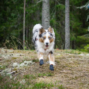 Защитные ботинки для собак Non-stop dogwear Protector Bootie, черно-оранжевые - фото 3