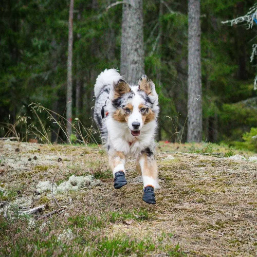 Защитные ботинки для собак Non-stop dogwear Protector Bootie, черно-оранжевые - фото 3