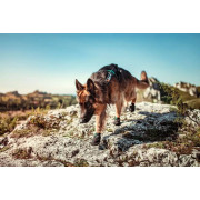 Защитные ботинки для собак Non-stop dogwear Protector Bootie, черно-оранжевые - фото 5