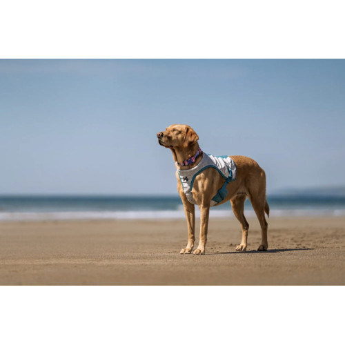 Охлаждающий жилет для собак Non-stop dogwear Cooling Vest, серый - фото 7