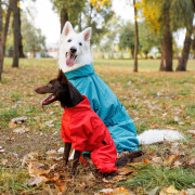 Дождевик для собак PF RAIN красного цвета - фото 3