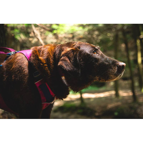 Шлейка для собак Ruffwear, Flagline, малинова