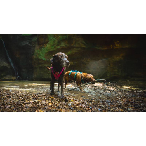 Шлейка для собак Ruffwear, Flagline, малинова