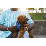 Шлейка для собак Ruffwear, Front Range®, синя - фото 13