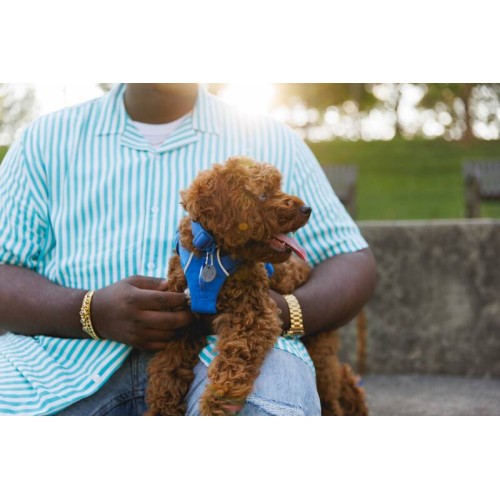 Шлейка для собак Ruffwear, Front Range®, синя