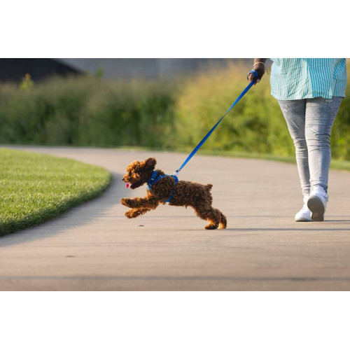 Шлейка для собак Ruffwear, Front Range®, синя