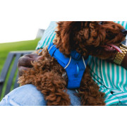Шлейка для собак Ruffwear, Front Range®, синя - фото 18