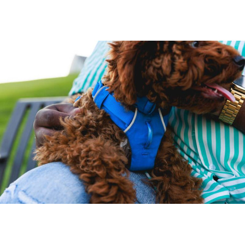 Шлейка для собак Ruffwear, Front Range®, синя
