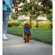 Шлейка для собак Ruffwear, Front Range®, синя - фото 20