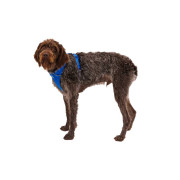 Шлейка для собак Ruffwear, Front Range®, синя - фото 7