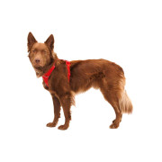 Шлейка для собак Ruffwear, Front Range, червона - фото 5