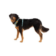 Шлейка для собак Ruffwear, Front Range, бирюзово-оранжевая - фото 5